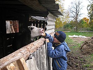 Бычок ласковый, дети радовались его облизываниям.