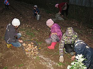 Картошку подкопал трактор, надо было только собрать её.