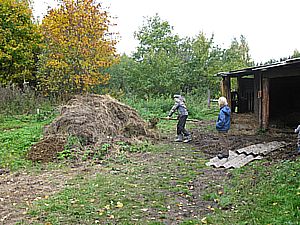 Убирали навоз из коровника...